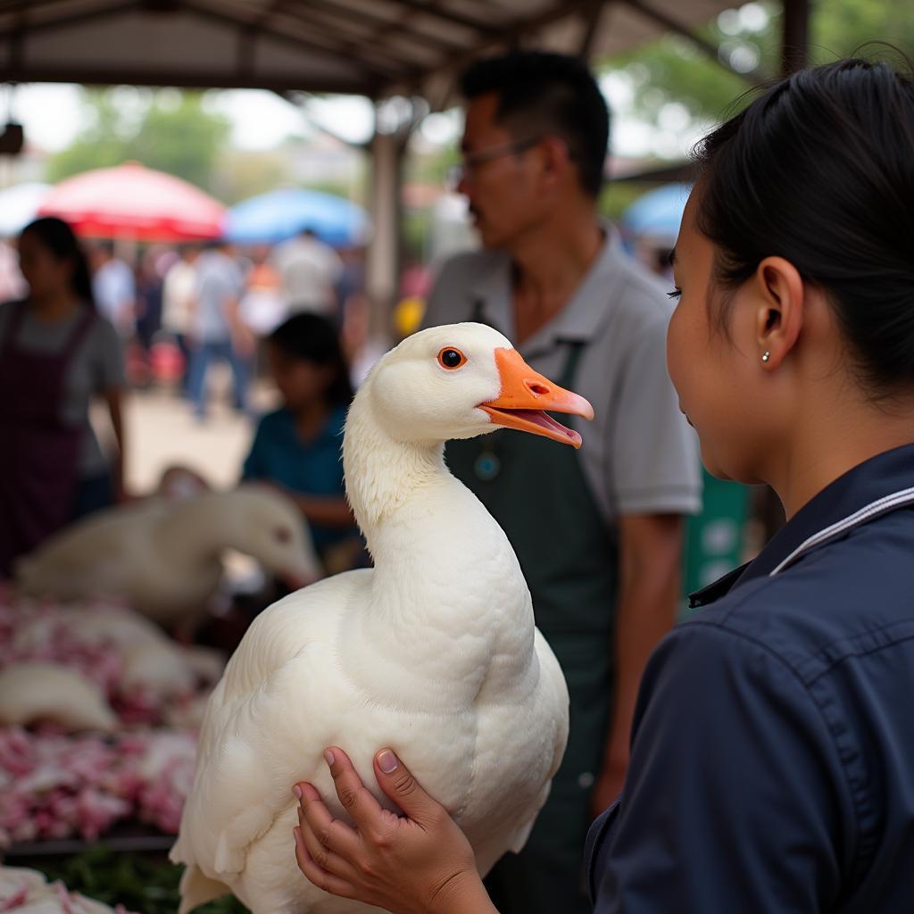 Chọn ngỗng thịt tươi ngon