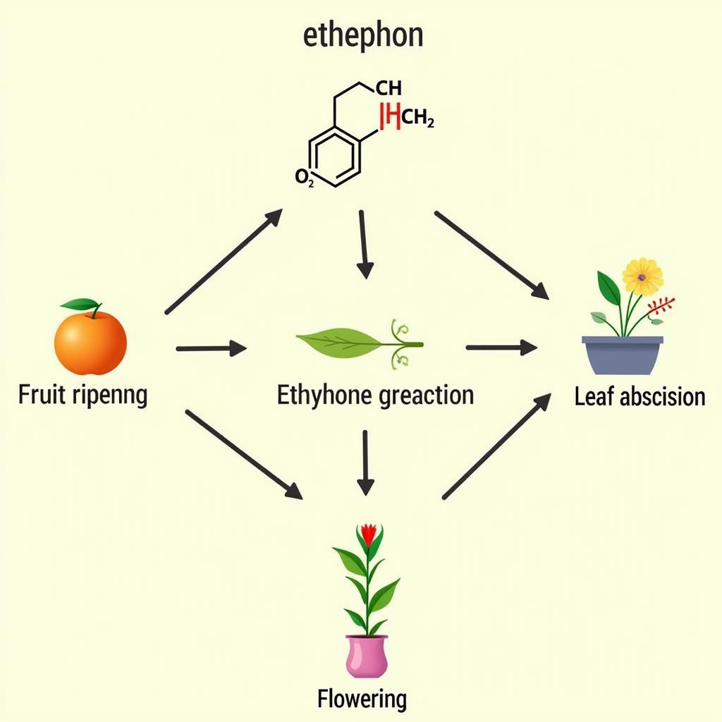 Cơ chế hoạt động của Ethephon trên cây trồng